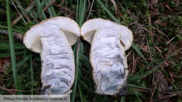 Boletus cyanescens