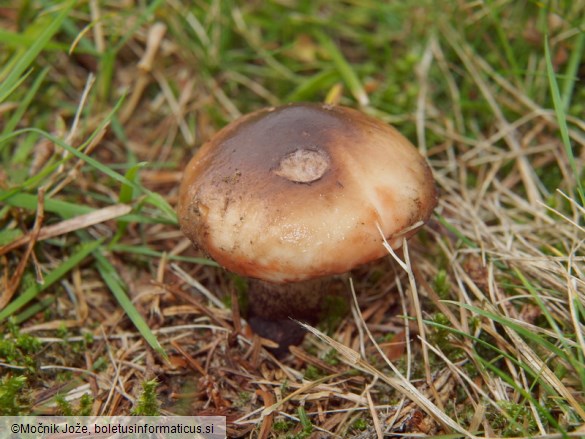 Gomphidius maculatus