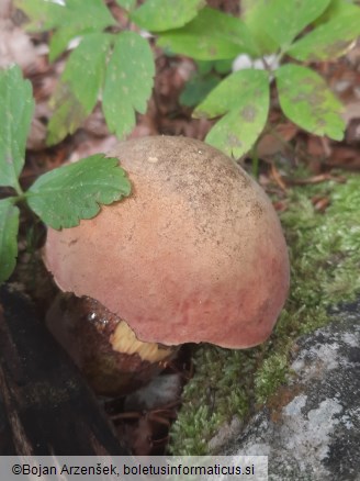 Boletus luridus