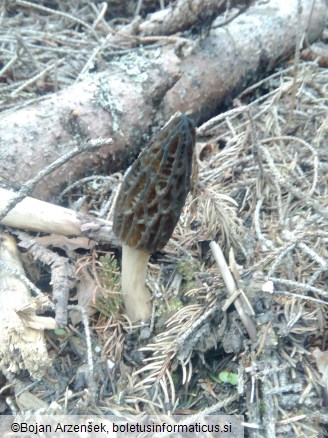 Morchella conica