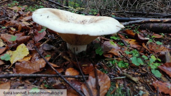 Lactarius vellereus