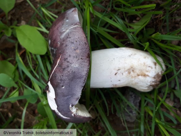 Russula langei