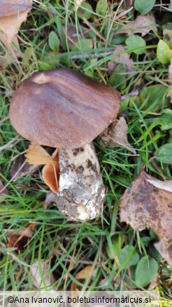 Leccinum scabrum