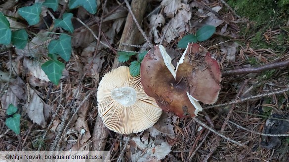 Russula integra