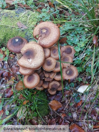 Armillaria ostoyae