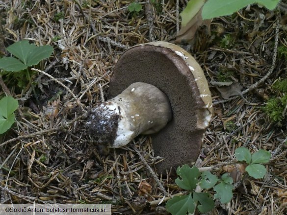 Porphyrellus porphyrosporus