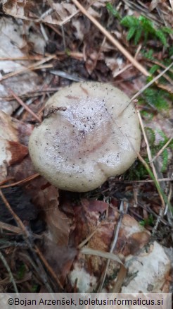 Lactarius blennius