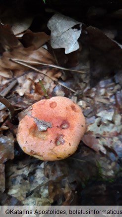 Rheubarbariboletus armeniacus