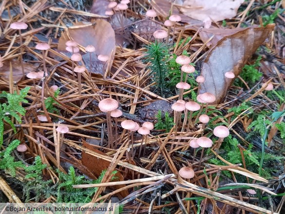 Mycena rosella