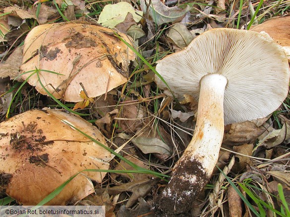 Tricholoma populinum