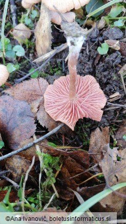 Laccaria laccata