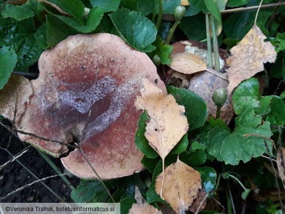 Hortiboletus rubellus