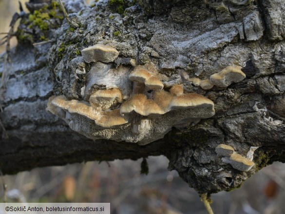 Trametes trogii
