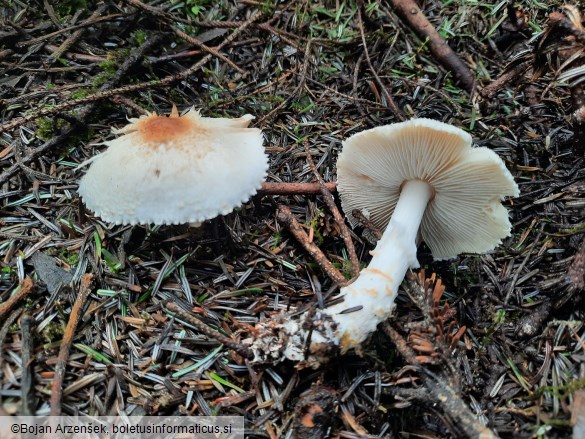 Lepiota ignivolvata