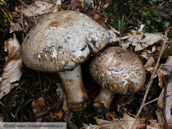 Agaricus bisporus