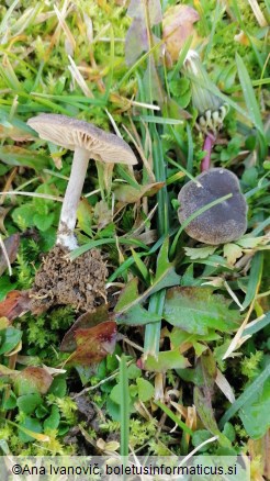 Entoloma chalybaeum