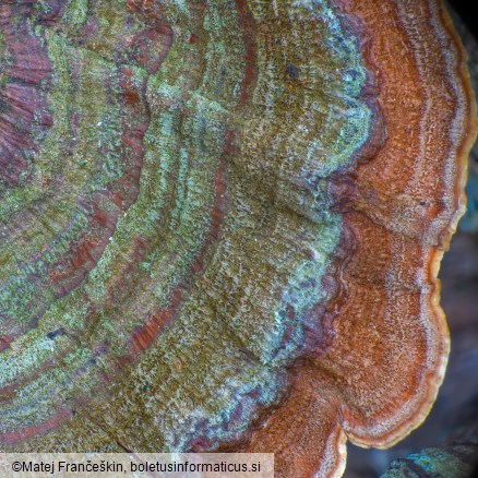 Stereum subtomentosum