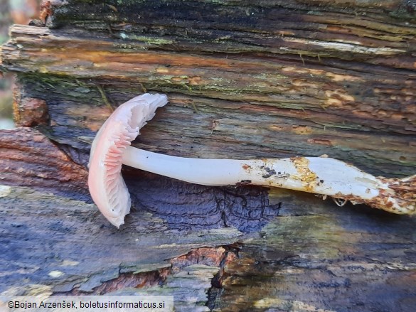 Mycena rosea