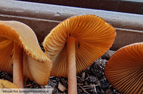 Conocybe aurea