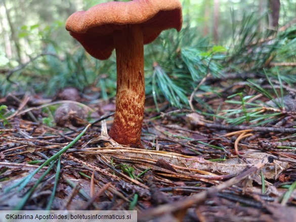 Cortinarius rubellus