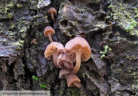 Mycena meliigena