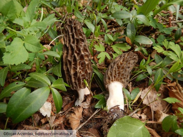 Morchella costata