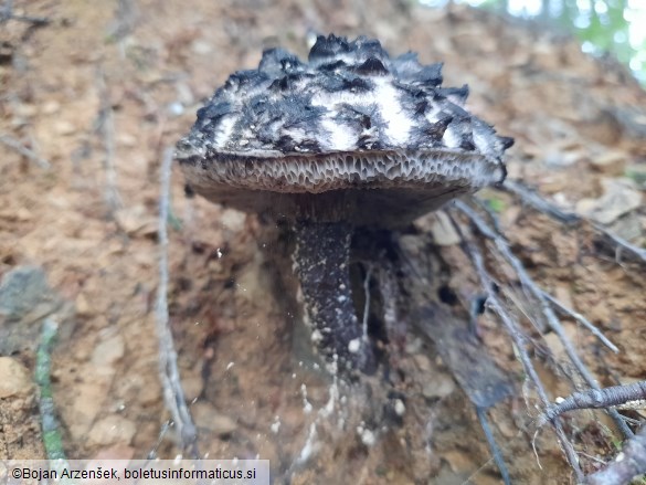 Strobilomyces strobilaceus