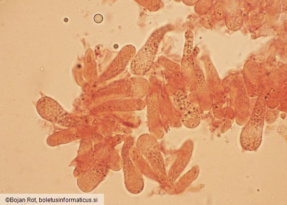 Lyophyllum fibrosipes