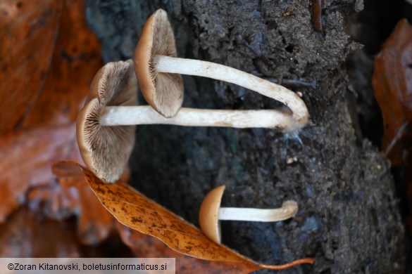 Psathyrella