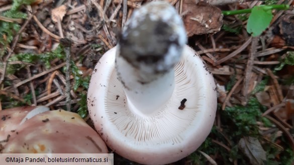 Russula vesca