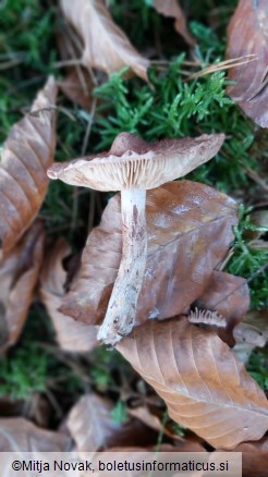 Inocybe lanuginosa