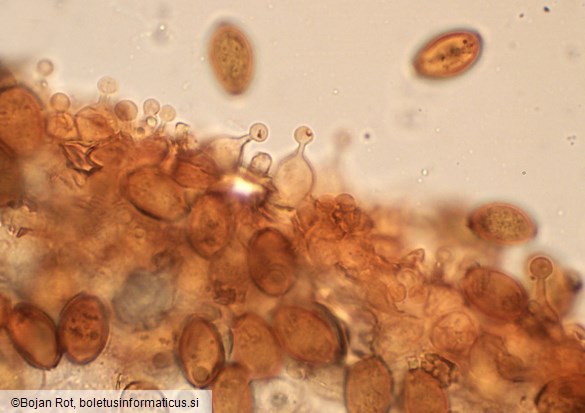 Conocybe rickenii