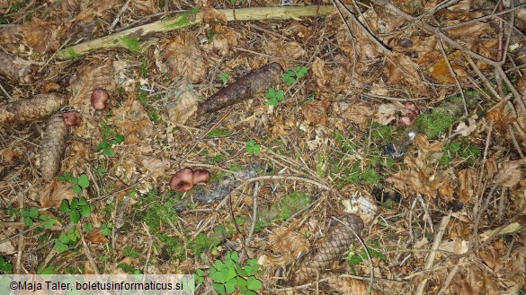 Hygrophorus capreolarius