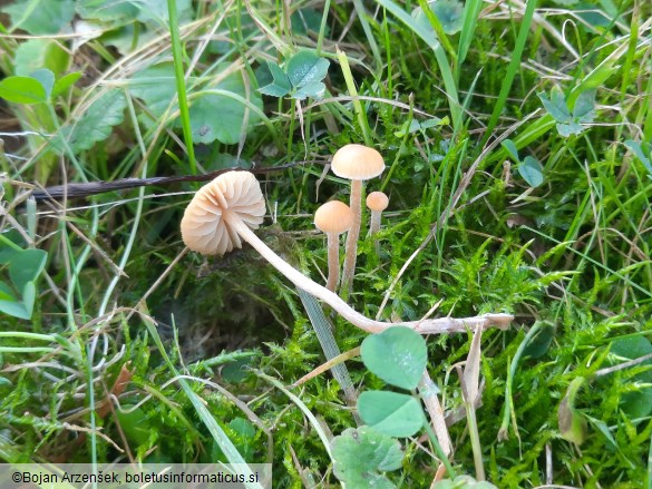 Galerina graminea