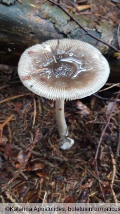 Amanita battarrae