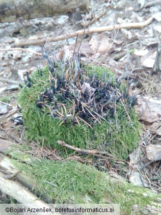 Xylaria hypoxylon