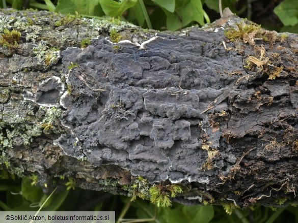 Peniophora rufomarginata