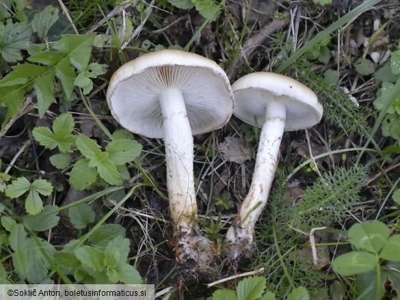 Pholiota lubrica