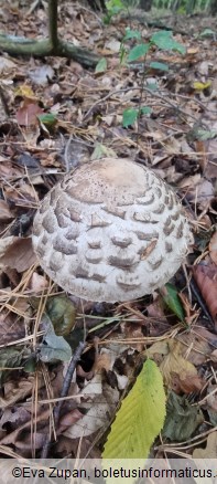 Chlorophyllum olivieri