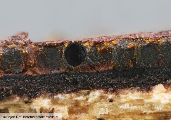 Hypoxylon petriniae