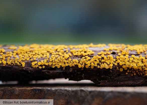 Calycina citrina
