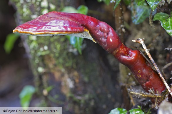 Ganoderma lucidum