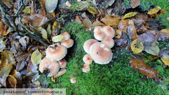 Hypholoma sublateritium
