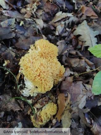 Ramaria flava