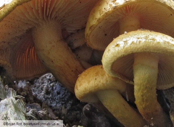 Pholiota tuberculosa