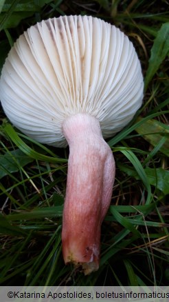 Russula queletii