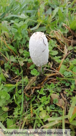 Coprinus comatus