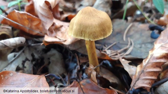 Cortinarius