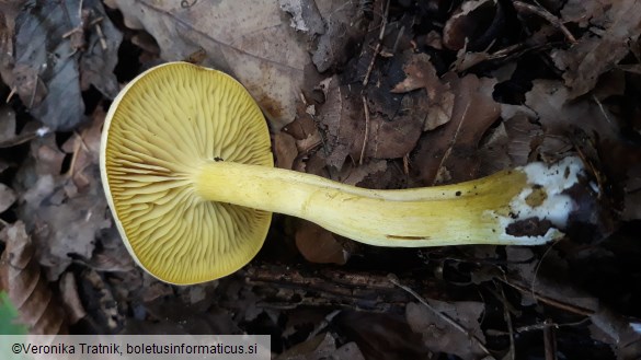 Tricholoma sulphureum