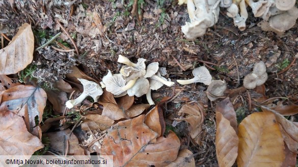 Cantharellus melanoxeros